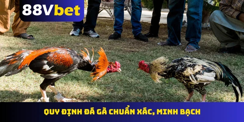 Quy định đá gà chuẩn xác, minh bạch