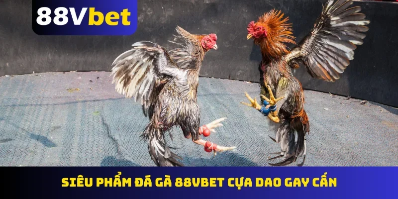 Siêu phẩm đá gà 88Vbet cựa dao gay cấn