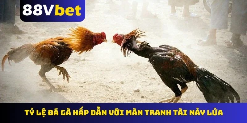 Tỷ lệ đá gà hấp dẫn với màn tranh tài nảy lửa
